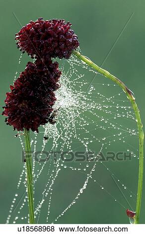 Dark red blossoms with spiderweb and dewdrops View Large Photo Image Stock Photo - Dark red blossoms with spiderweb and dewdrops . Fotosearch