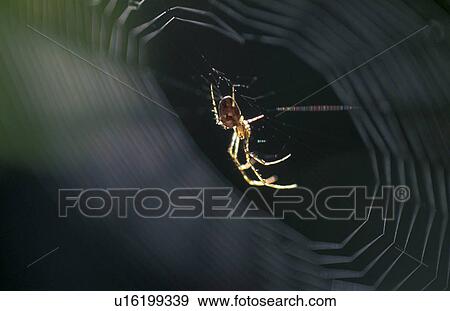Stock Photo - detail, back light, cobweb, calf, burgenland, detailaufnahme, austria. Fotosearch