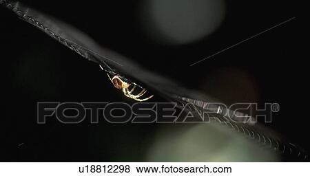 Stock Photo - detail, back light, cobweb, calf, burgenland, detailaufnahme, austria. Fotosearch
