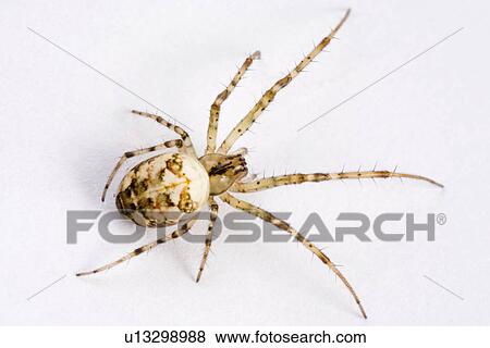 freigestellt, alfred, animal, animals, arachnid, autumn spider View Large Photo Image Stock Photo - freigestellt, alfred, animal, animals, arachnid, autumn spider. Fotosearch