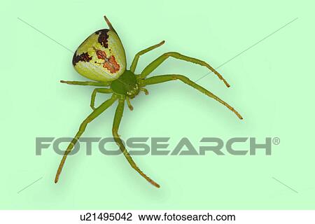 full, animals, close-up, CLOSE, araneae, alfred View Large Photo Image Stock Image - full, animals, close-up, CLOSE, araneae, alfred. Fotosearch