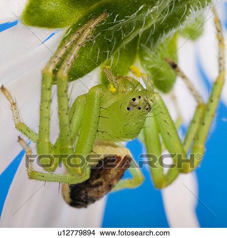 Green spider View Large Photo Image Picture - Green spider. Fotosearch