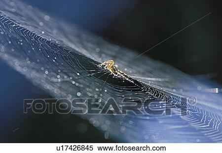 Jan, araneae, cobweb, close-up, CLOSE, animals View Large Photo Image Stock Photography - Jan, araneae, cobweb, close-up, CLOSE, animals. Fotosearch