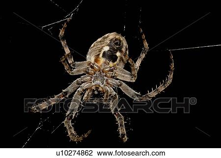 Stock Image - nahrungsbeschaffung, alexander, angsteinfloessend, animal, animals, Austria. Fotosearch