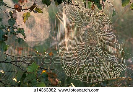rohrspitz, artwork, austria, autumn, back light, calf, cobweb View Large Photo Image Stock Image - rohrspitz, artwork, austria, autumn, back light, calf, cobweb. Fotosearch