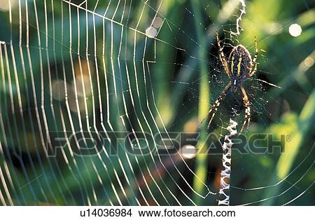 Picture - Spider in it's web. Fotosearch