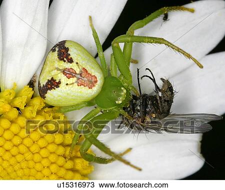 Spider on a daisy View Large Photo Image Stock Image - Spider on a daisy. Fotosearch