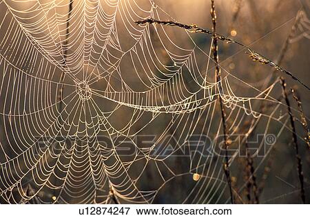 Spider web in branches View Large Photo Image Stock Photo - Spider web in branches. Fotosearch