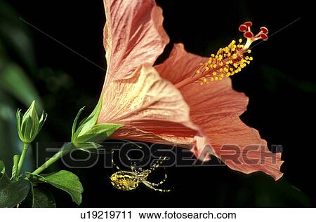 Stock Image - stempel, abloom, amarylis, amaryllidaceae, amaryllis, amaryllisgewaechs, amaryllisgewaechse. Fotosearch