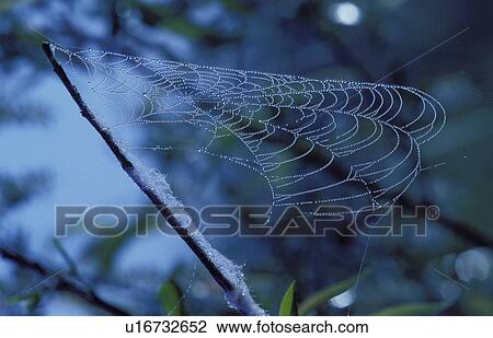 Stock Image - tau, animals, bough, branch, CLOSE, close-up, cobweb. Fotosearch