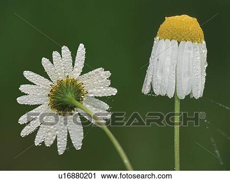 Stock Image - Two daisys. Fotosearch