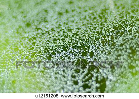 Water drops on a cobweb View Large Photo Image Stock Photo - Water drops on a cobweb. Fotosearch