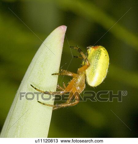 Stock Image - weide, wiesenbewohner, tierportraits, wiesen, alfred, animal. Fotosearch
