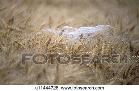Wheat field View Large Photo Image Stock Photograph - Wheat field. Fotosearch