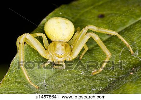 Stock Image - wiesenbewohner, alfred, animal, animals, arachnid, close-up. Fotosearch