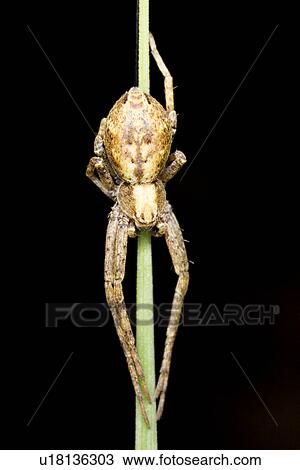wiesenbewohner, alfred, animal, animals, arachnid, blade of grass View Large Photo Image Stock Image - wiesenbewohner, alfred, animal, animals, arachnid, blade of grass. Fotosearch