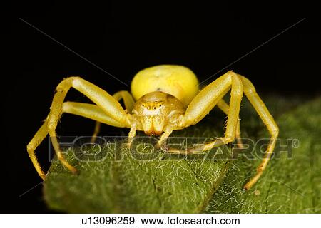 Stock Photo - wiesenbewohner, alfred, animal, animals, arachnid, close-up. Fotosearch
