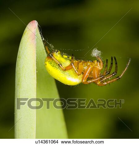 Picture - wiesenbewohner, tierportraits, wiesen, weide, alfred, animal. Fotosearch