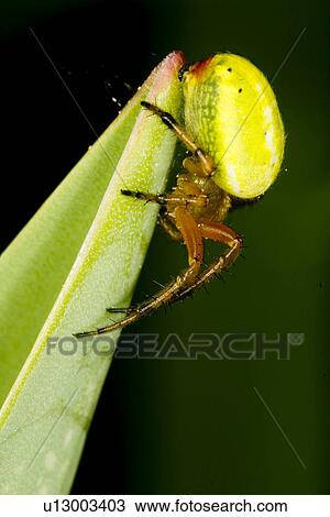 wiesenbewohner, tierportraits, wiesen, weide, alfred, animal View Large Photo Image Stock Image - wiesenbewohner, tierportraits, wiesen, weide, alfred, animal. Fotosearch