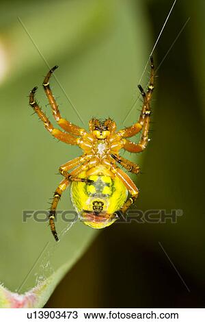 wiesenbewohner, tierportraits, wiesen, weide, alfred, animal View Large Photo Image Stock Image - wiesenbewohner, tierportraits, wiesen, weide, alfred, animal. Fotosearch