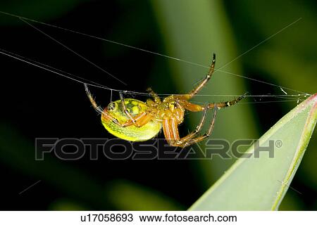 Stock Image - wiesenbewohner, tierportraits, wiesen, weide, alfred, animal. Fotosearch