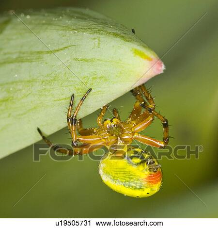 wiesenbewohner, tierportraits, wiesen, weide, alfred, animal View Large Photo Image Stock Image - wiesenbewohner, tierportraits, wiesen, weide, alfred, animal. Fotosearch