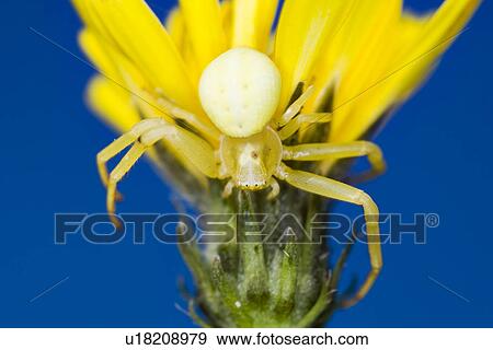 wiesenbewohner, wiesenblume, alfred, animal, animals, arachnid View Large Photo Image Stock Photo - wiesenbewohner, wiesenblume, alfred, animal, animals, arachnid. Fotosearch
