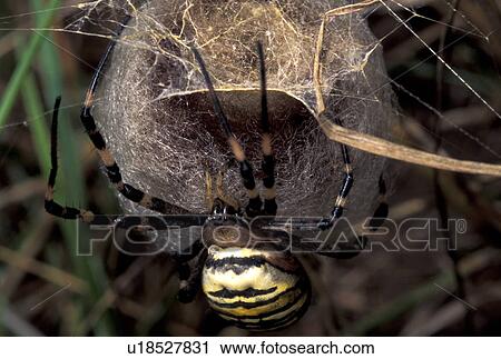 zebraspinne, wespenspinne, animals, arachnid, araneae, argiope View Large Photo Image Stock Image - zebraspinne, wespenspinne, animals, arachnid, araneae, argiope. Fotosearch