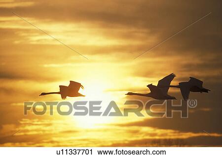 Stock Image - aves, bird, animals. Fotosearch