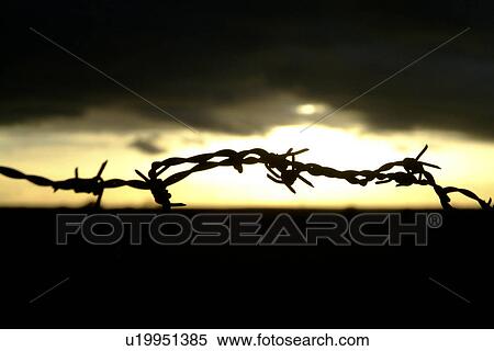 barbed, barbwire, black, custody, dupuis View Large Photo Image Stock Photography - barbed, barbwire, black, custody, dupuis. Fotosearch
