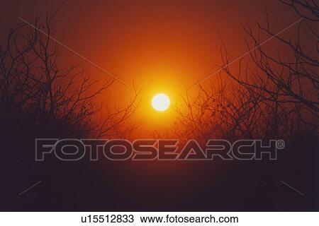 bushes, andrea, bright, atmospheric, atmosphere, Africa View Large Photo Image Stock Image - bushes, andrea, bright, atmospheric, atmosphere, Africa. Fotosearch