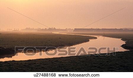 Stock Photo - calf, holland, landscape, more water, nature, Netherlands, north. Fotosearch