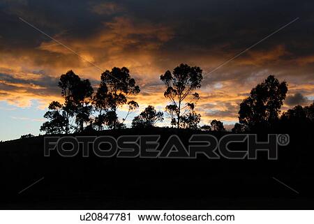 Stock Image - ecuador, hazienda, equator, ecualyptus, andreas. Fotosearch