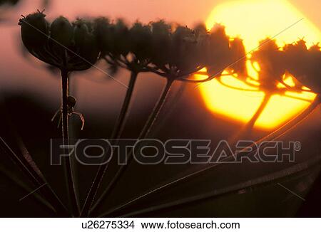 evening light, back light, carvifolia, calf, burgenland, insect, austria View Large Photo Image Picture - evening light, back light, carvifolia, calf, burgenland, insect, austria. Fotosearch