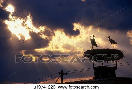 Stock Image - evening light, bird, clouds, calf, burgenland, hauskamin, austria. Fotosearch