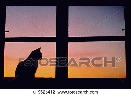 Stock Image - fensterstock, austria, dornbirn, cat, calf, male cat, animal. Fotosearch