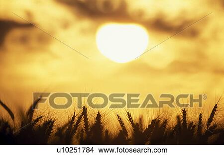 Picture - food, austria, energy, cornfield, calf, grain, agriculture. Fotosearch