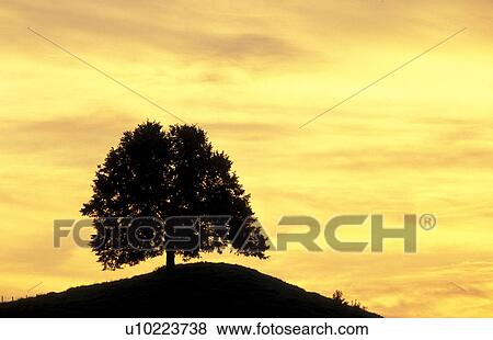 light, calf, landscape, esoterism, clouds, austria View Large Photo Image Stock Photo - light, calf, landscape, esoterism, clouds, austria. Fotosearch