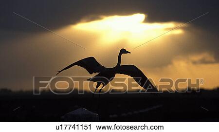 marken, back light, bird, calf, heron, holiday, holland View Large Photo Image Stock Image - marken, back light, bird, calf, heron, holiday, holland. Fotosearch