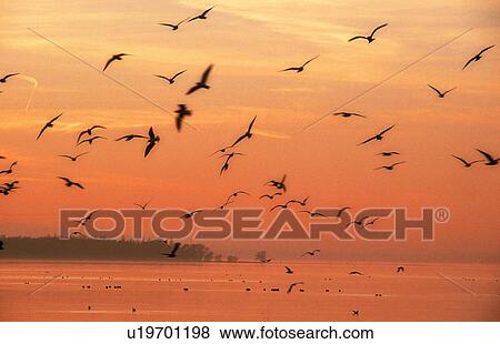 naturstimmung, rohrspitz, animals, atmosphere, austria, birds, calf View Large Photo Image Stock Photo - naturstimmung, rohrspitz, animals, atmosphere, austria, birds, calf. Fotosearch