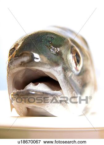 animal, CLOSE, Austria, animals, alfred View Large Photo Image Stock Photo - animal, CLOSE, Austria, animals, alfred. Fotosearch
