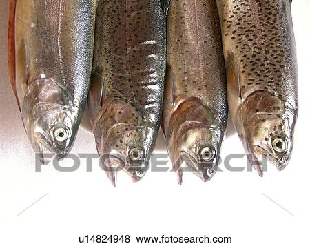 Stock Photo - animals, CLOSE, Austria, alfred. Fotosearch
