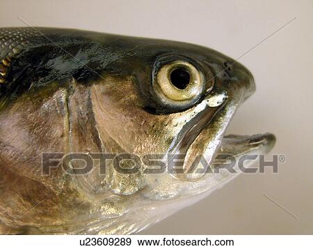 Stock Photo - animals, CLOSE, Austria, alfred. Fotosearch