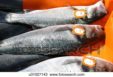 burkhard, close-up, CLOSE, animals View Large Photo Image Stock Image - burkhard, close-up, CLOSE, animals. Fotosearch