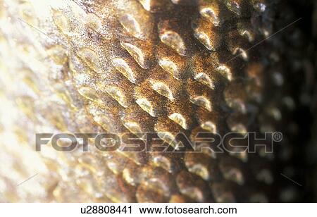 calf, schuppen, burgenland, austria, animal, detail, anglerglueck View Large Photo Image Stock Image - calf, schuppen, burgenland, austria, animal, detail, anglerglueck. Fotosearch