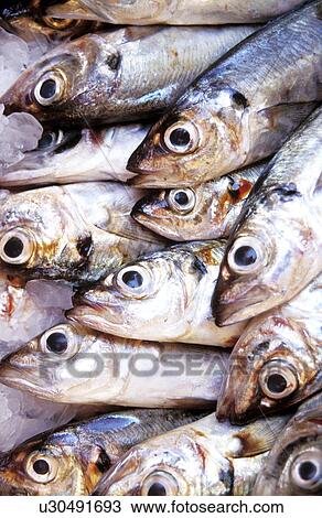 CLOSE, drink, detail, close-up, animals View Large Photo Image Stock Image - CLOSE, drink, detail, close-up, animals. Fotosearch