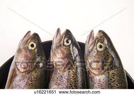 fish for everyday consumption, freigestellt, alfred, aliment, animal, concept View Large Photo Image Stock Image - fish for everyday consumption, freigestellt, alfred, aliment, animal, concept. Fotosearch
