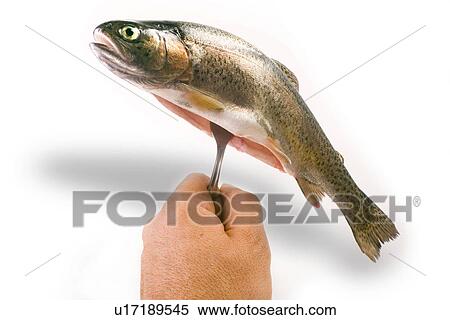 fish for everyday consumption, freigestellt, alfred, aliment, animal, concept View Large Photo Image Stock Photography - fish for everyday consumption, freigestellt, alfred, aliment, animal, concept. Fotosearch