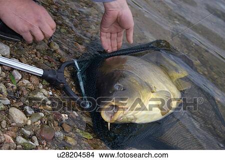 haul, carp, gin, nahrungsbeschaffung, lake, fish, fishes View Large Photo Image Picture - haul, carp, gin, nahrungsbeschaffung, lake, fish, fishes. Fotosearch