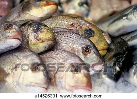 standeln, naschmarkt, wienzeile, austria, calf, fish, fish-market View Large Photo Image Stock Image - standeln, naschmarkt, wienzeile, austria, calf, fish, fish-market. Fotosearch